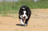 BORDER COLLIE 565